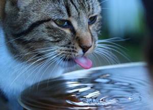 жажда у кота